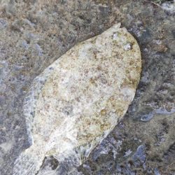 与根新漁港でぶっこみ釣り