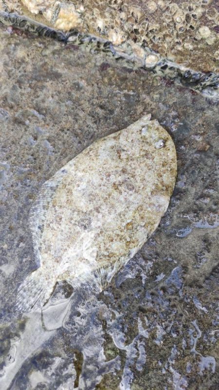 与根新漁港でぶっこみ釣り