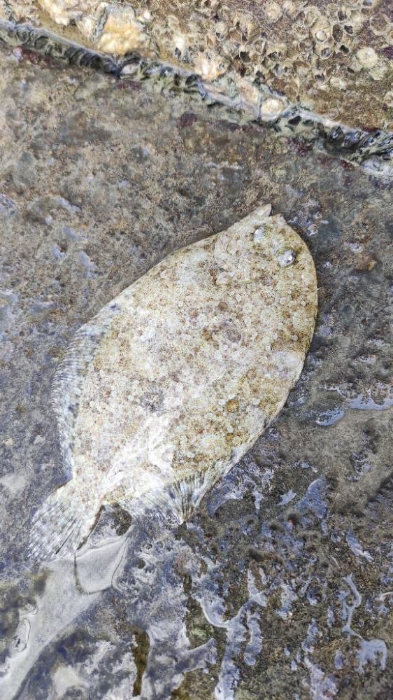 与根新漁港でぶっこみ釣り