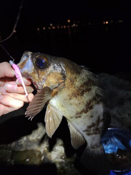 【メバリング】仕事終わり①