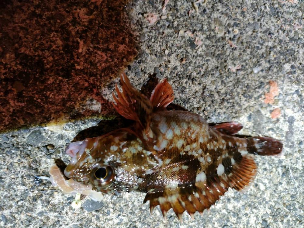 直江津にて春のカサゴ祭り