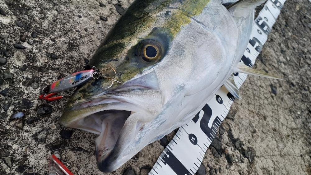 またブリった!2連勝