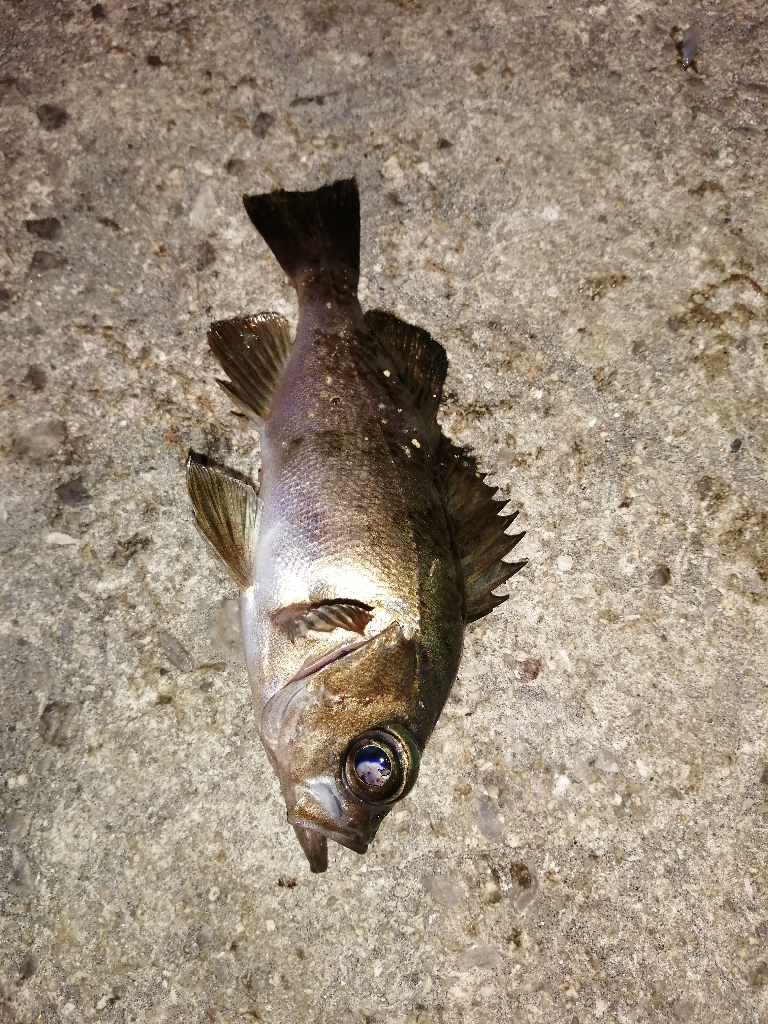 季節と釣果が反比例