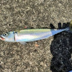 遠投サビキでサバ釣り放題