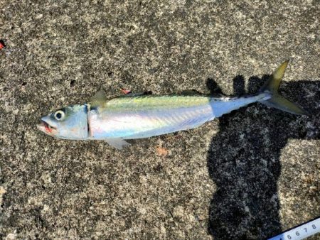 遠投サビキでサバ釣り放題