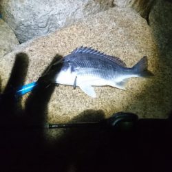 シーバス釣りたい