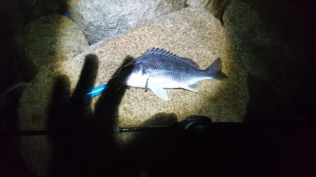 シーバス釣りたい