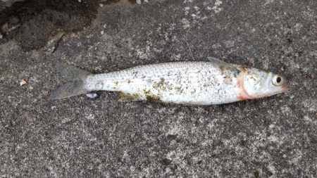 釣りに行くなら持ってけチョイヘッド！