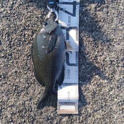 4/17釣果 波止から36センチのグレ!