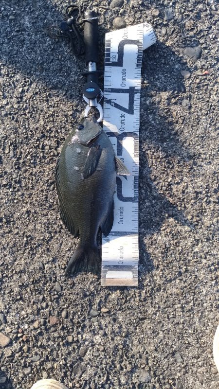 4/17釣果　波止から36センチのグレ！