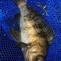 バチ メバル&シーバス