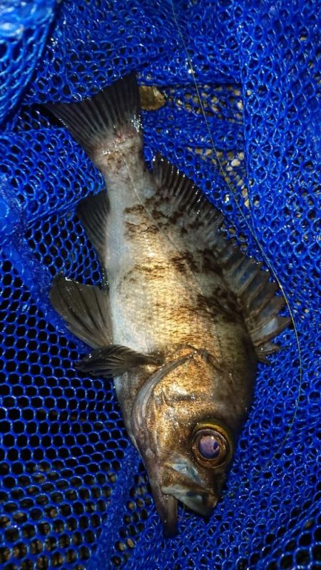 バチ メバル&シーバス