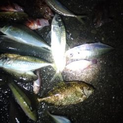 4/24釣果 ずっと雨でした