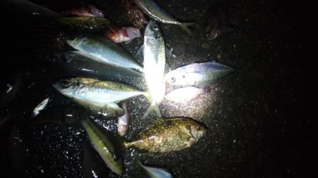 4/24釣果 ずっと雨でした