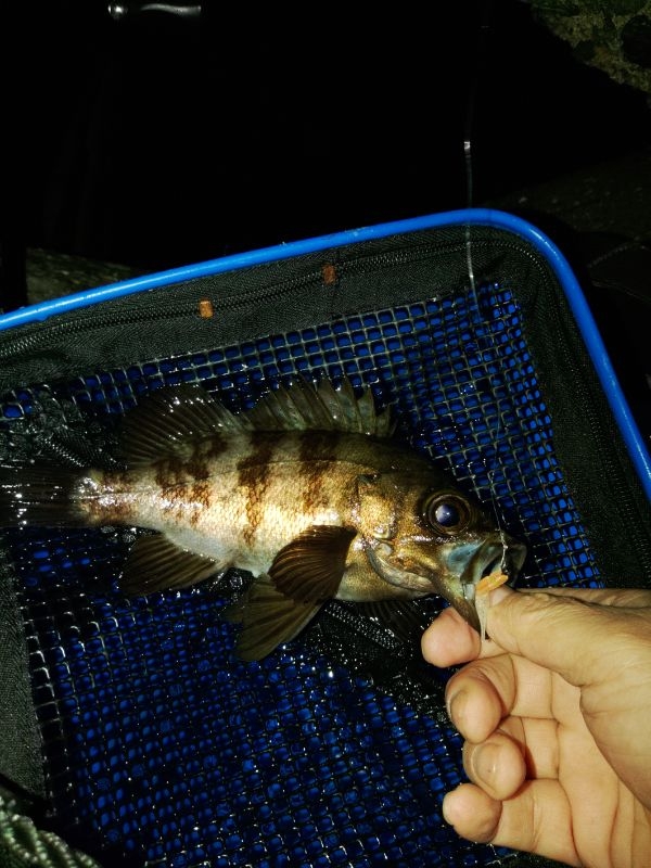 フロートゲーム～