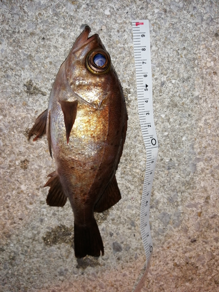 まだまだメバル