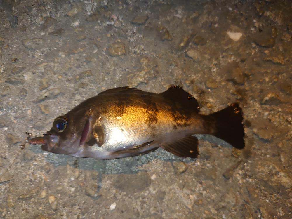 居ても立っても居られずに…