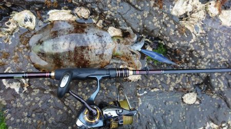 対馬エギング釣果……44