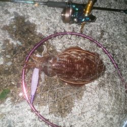 ダイソーエギ蓄光チューン