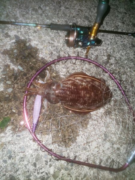 ダイソーエギ蓄光チューン