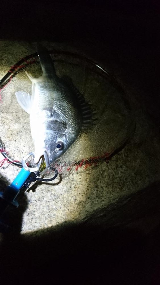 今日も安定の釣果