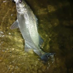 シーバス　メバル