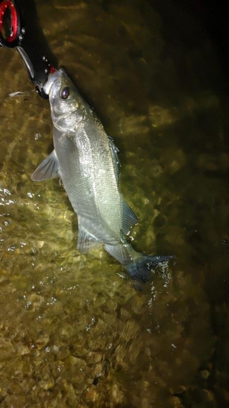 シーバス　メバル