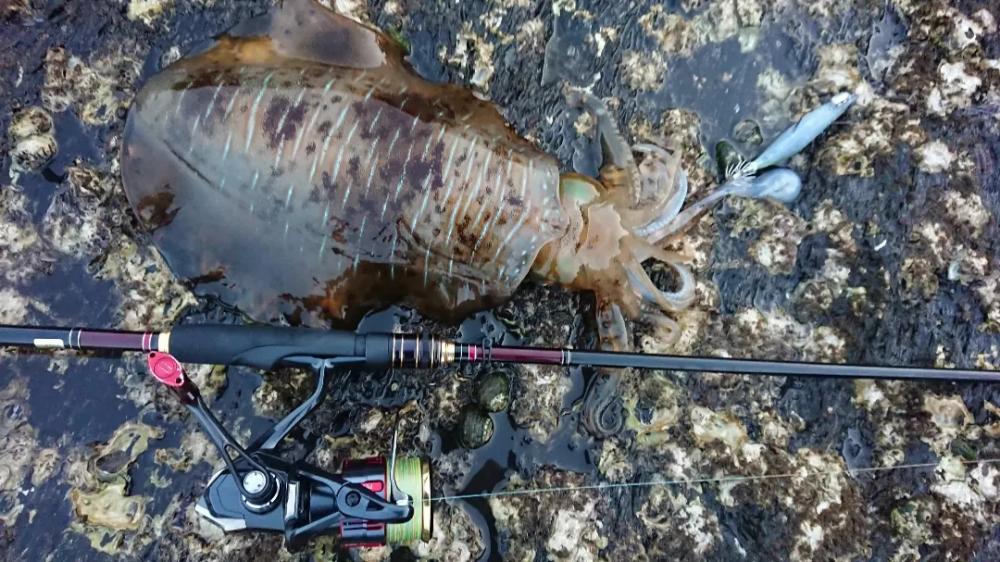 対馬エギング釣果……45