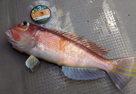 根魚五目釣り！