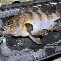 姫路メバリング春の高活性!