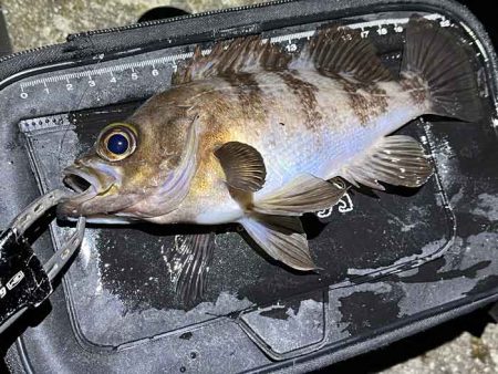 姫路メバリング春の高活性!