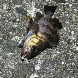 姫路メバリング低活性！