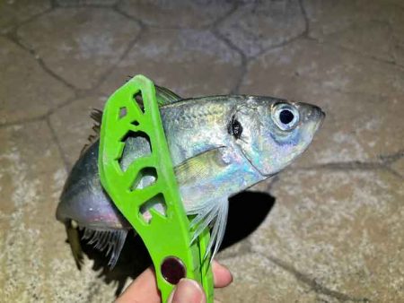 鳥取で軽量ジグ単アジング