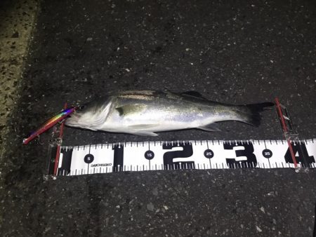 久しぶりの投稿。。。