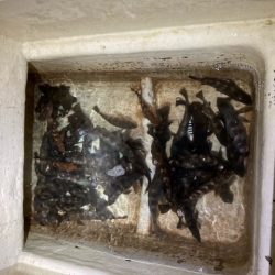 ボートメバリング