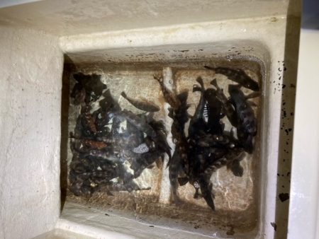 ボートメバリング