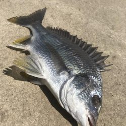 ヘチ釣りでキビレGET