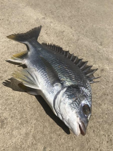 ヘチ釣りでキビレGET