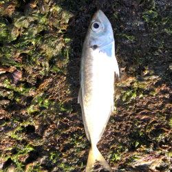 モーニングアジング