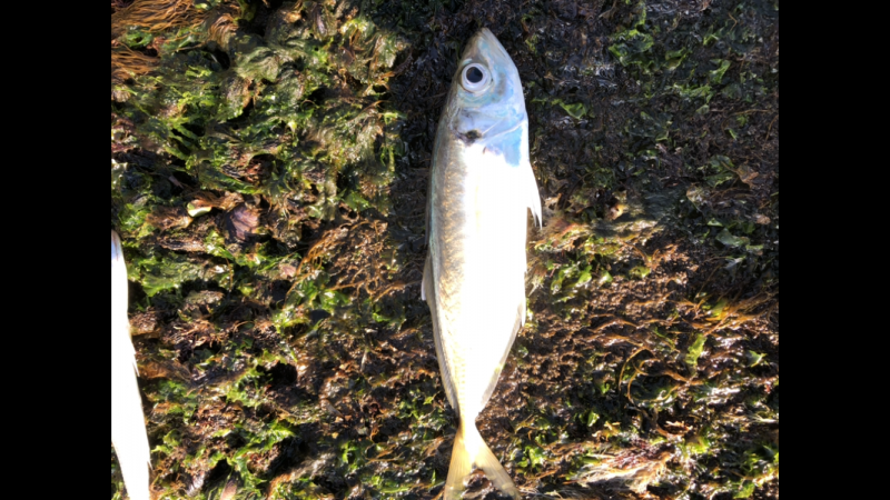 モーニングアジング