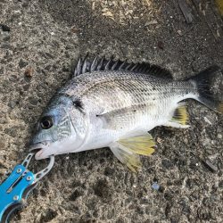 ヘチ釣りでキビレGET