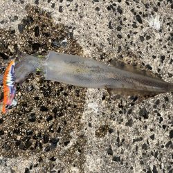 ジギングからヤリイカ！