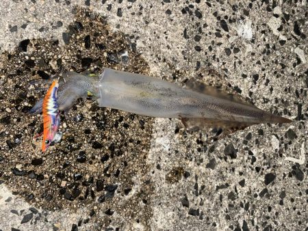 ジギングからヤリイカ！