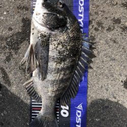 イチノ兄弟、釣果!