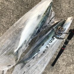 三国沖　春のジギング祭り開催！！