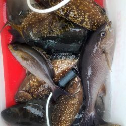 和歌山大引の磯でフカセ釣り