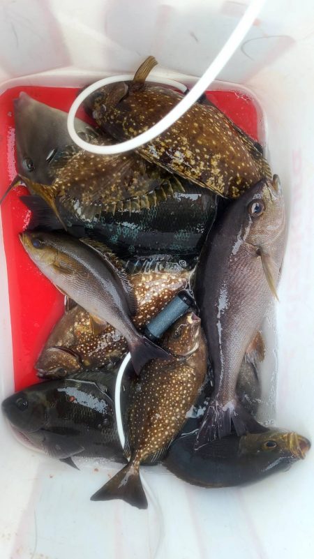 和歌山大引の磯でフカセ釣り