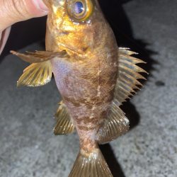 フロートゲーム