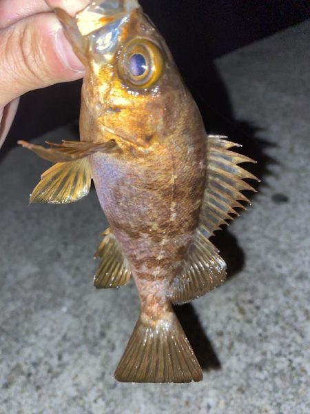 フロートゲーム