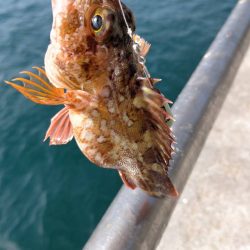 アジはいなかったけど